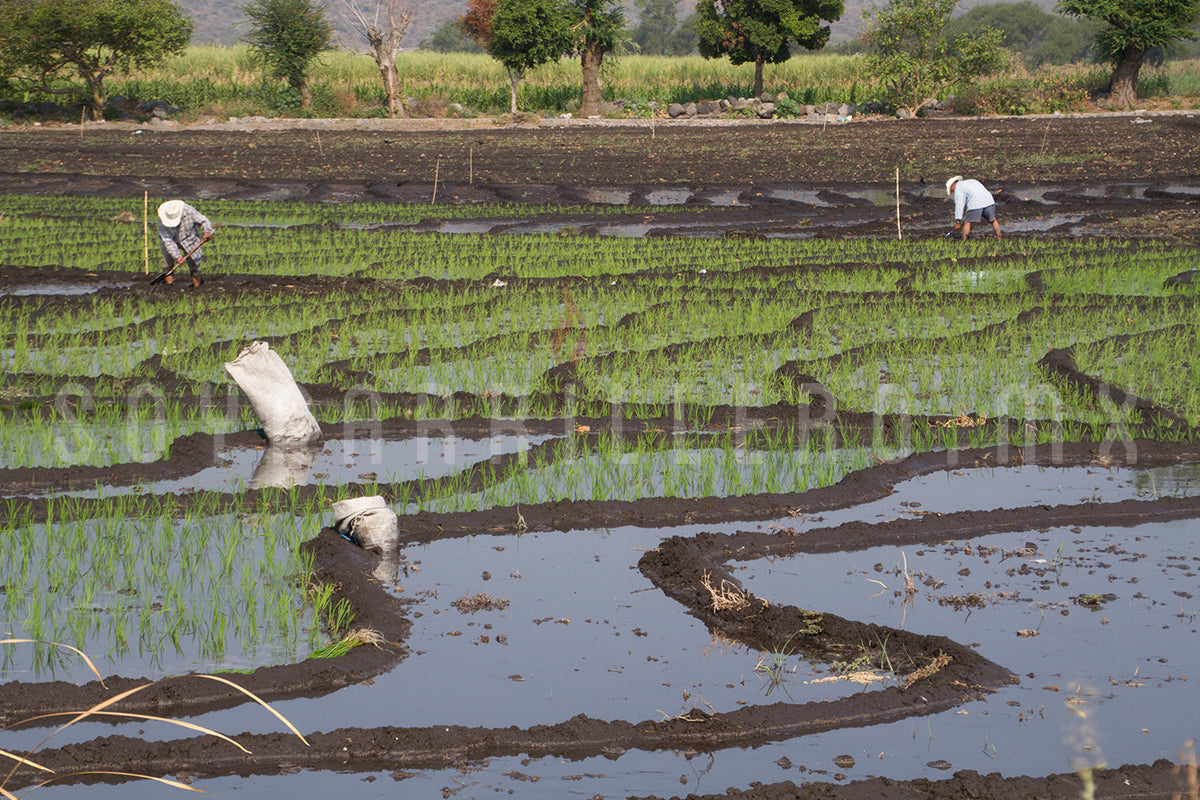 Arroz del Estado de Morelos, el gran cereal artesanal | SMP