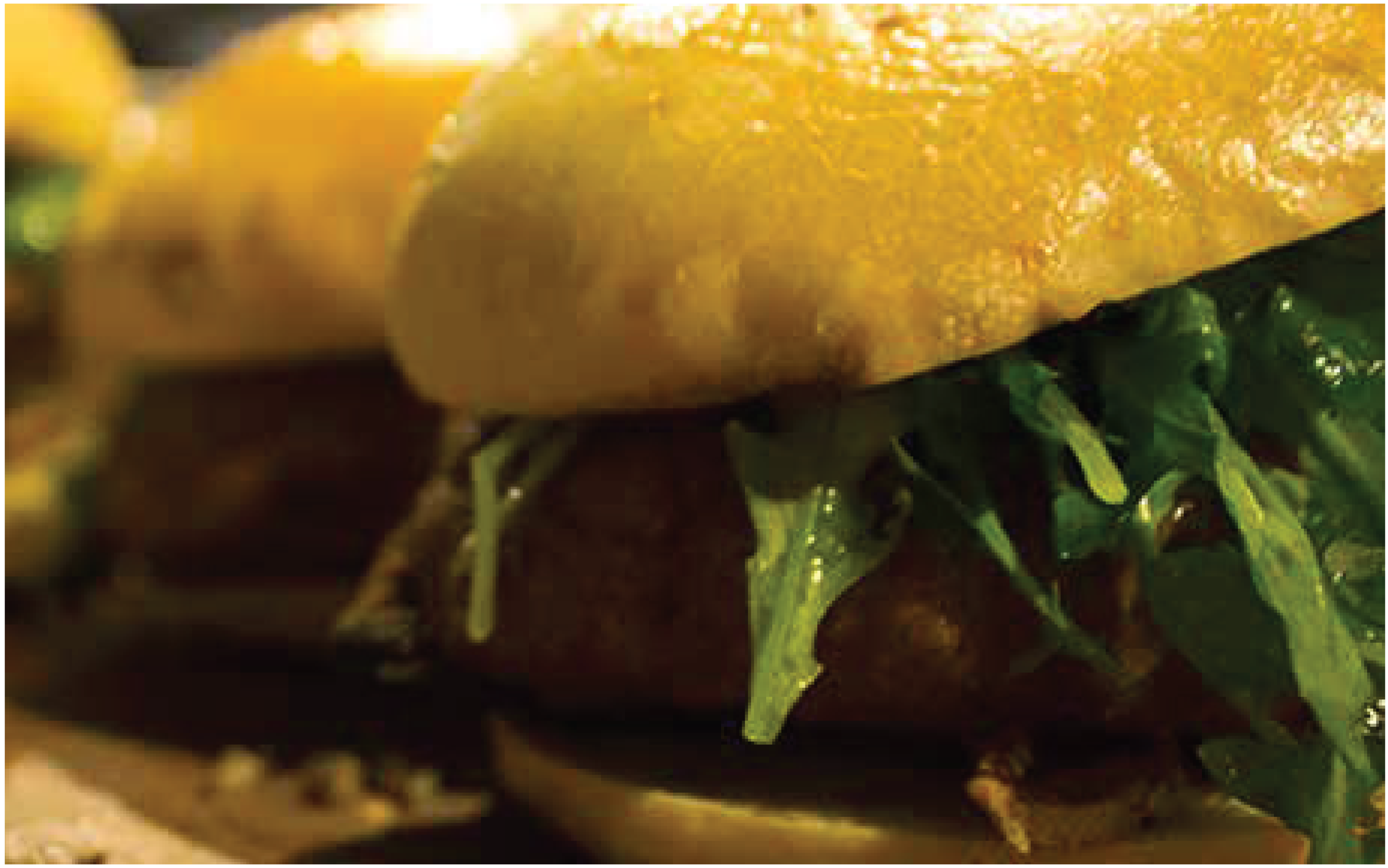 HAMBURGUESA DE MANTEQUILLA RELLENA DE QUESO CON SALSA DE CHILE PIQUÍN|SMP