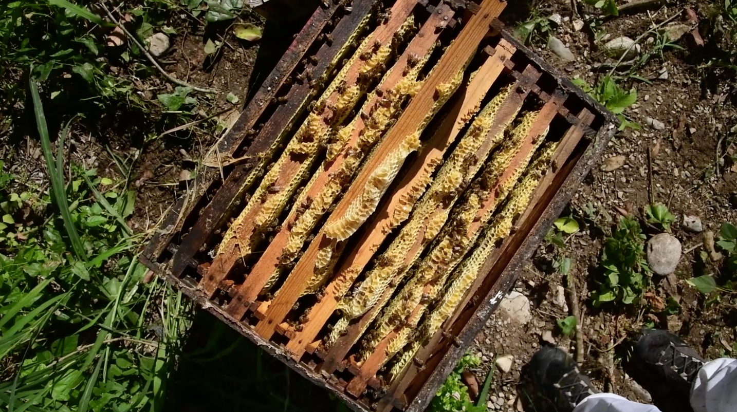 La importancia de la abeja