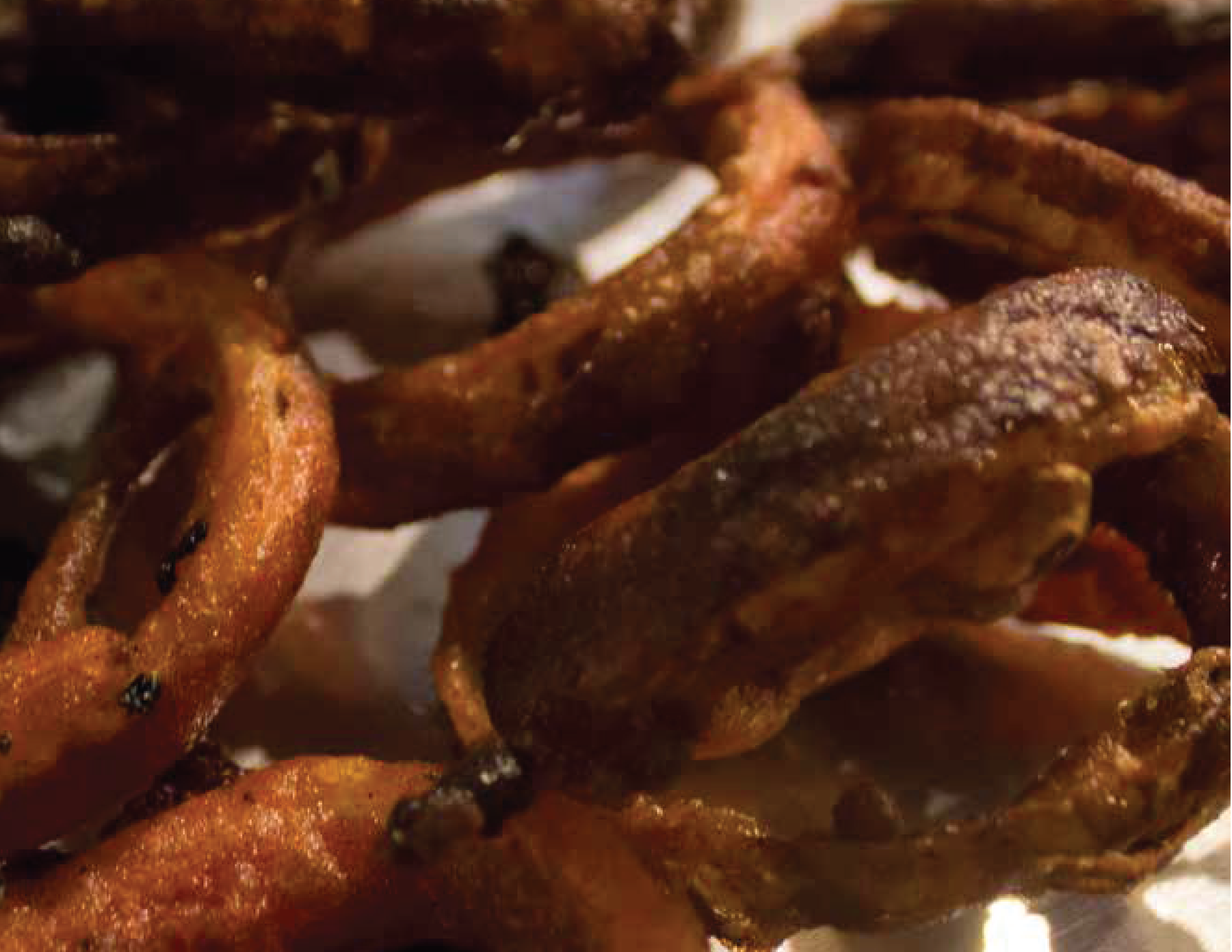 AROS DE CEBOLLA REBOZADOS EN CERVEZA|SMP